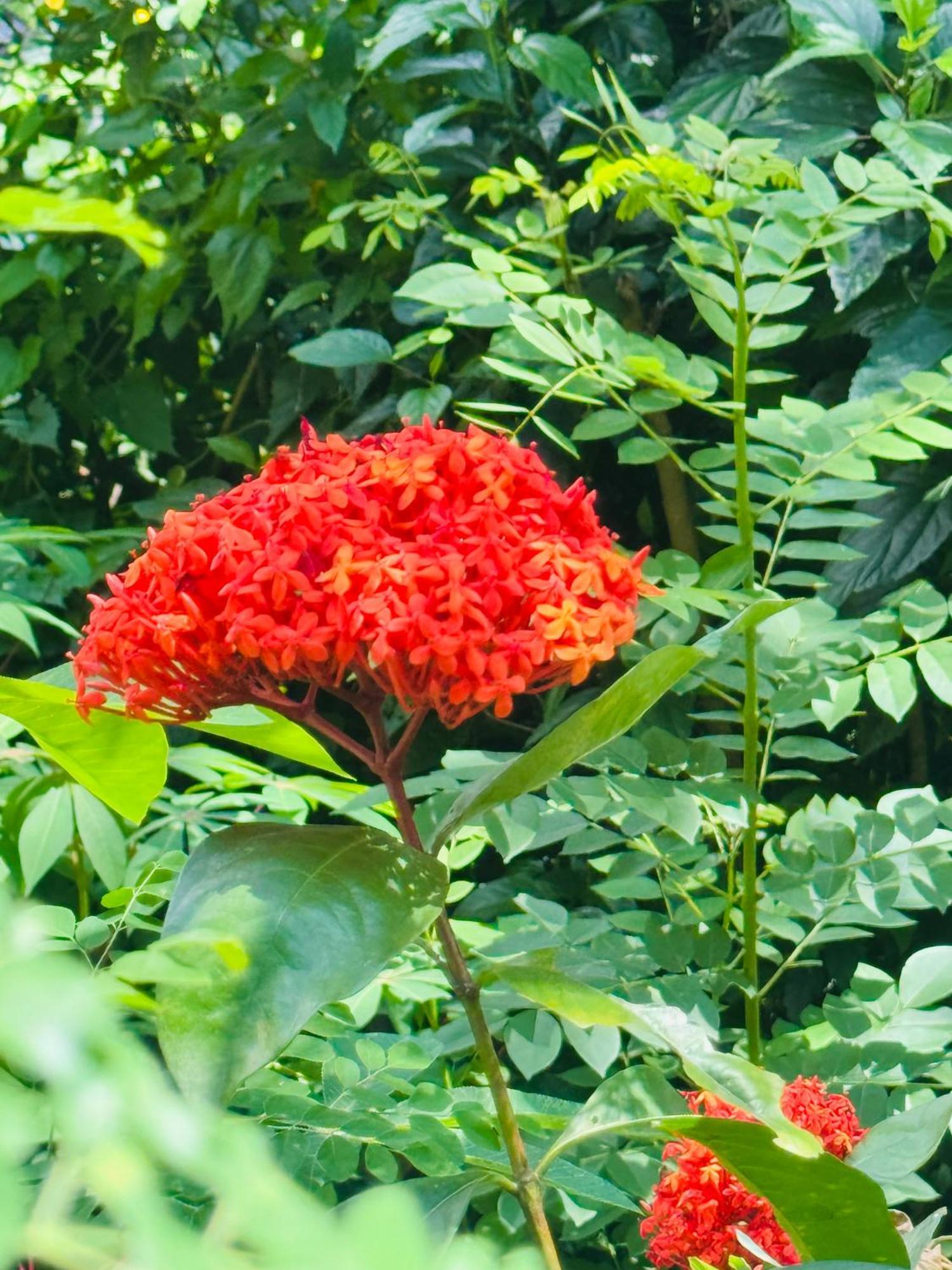 إيلا River Splendour Home Stay المظهر الخارجي الصورة